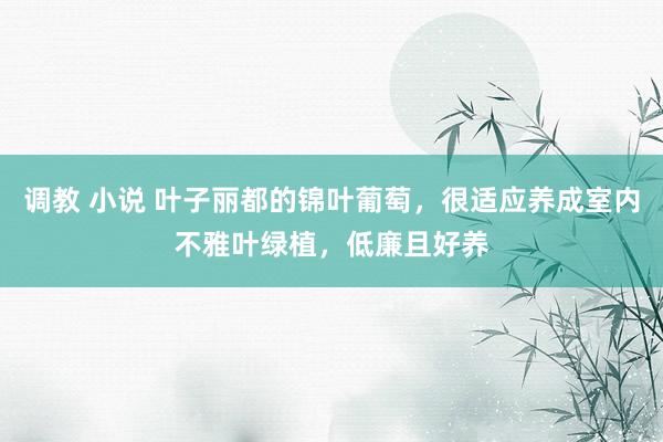 调教 小说 叶子丽都的锦叶葡萄,很适应养成室内不雅叶绿植,低廉且好养